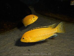 Labidochromis caeruleus 'Lion's Cove'